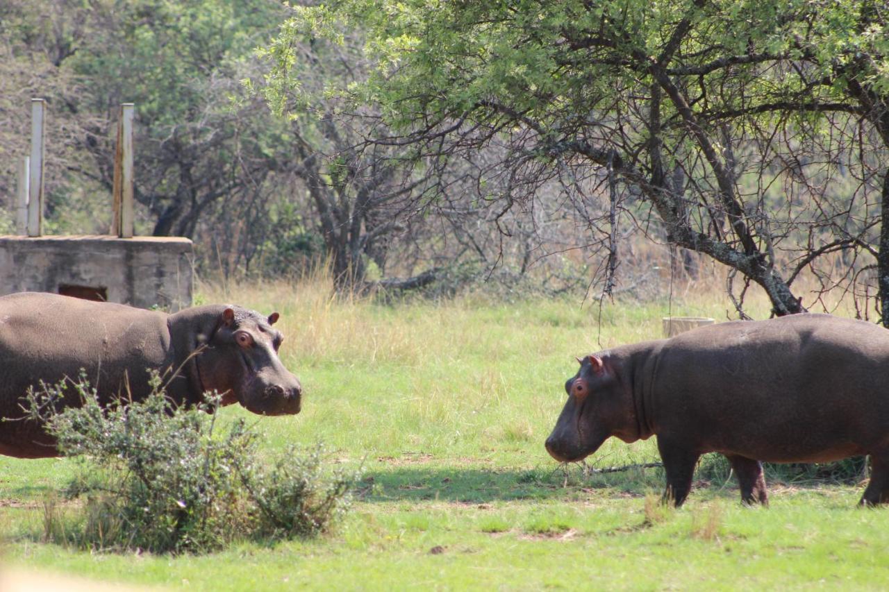 Апартаменти Wilgeboomsdrift Safaris Модімолле Екстер'єр фото